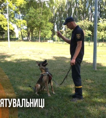 "Їхня суперсила - нюх": як на Рівненщині кінологи тренують собак-рятувальниць (ВІДЕО)