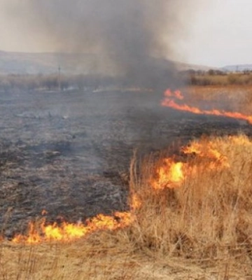 На Закарпатті під час пожежі на відкритій місцевості загинуів літній чоловік, - ДСНС