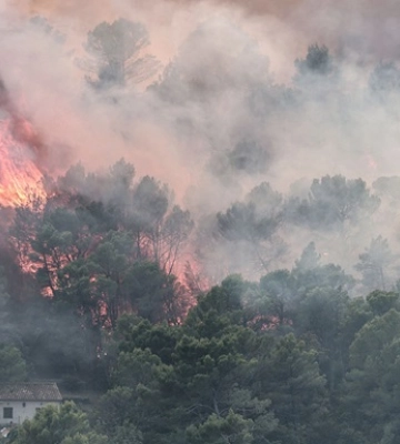 Європейські ліси втрачають здатність поглинати CO₂