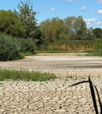 В Ужгороді повністю висохло головне з Чорних озер: під загрозою екосистема та лебеді