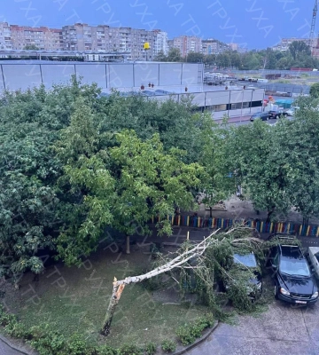 У Луцькому районі негода повалила дерева