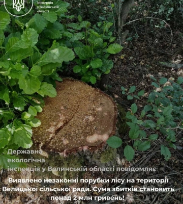 На Волині на понад 2 мільйони гривень незаконно вирубали 1251 дерево