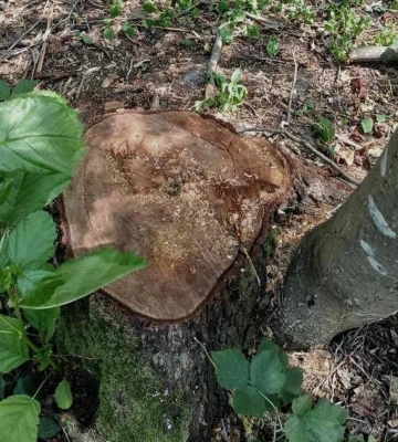 На Волині виявили незаконну рубку дерев на понад два мільйони