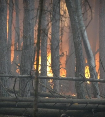 На Київщині ліквідовують масштабну лісову пожежу