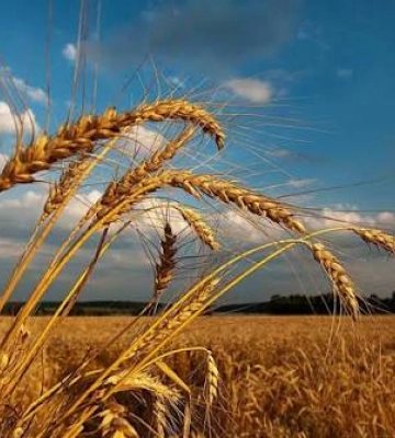 Синоптики прогнозують короткочасний дощ сьогодні на Львівщині
