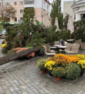 Полтавка, на яку впало дерево, подала до суду на міськраду