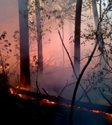 У заповіднику «Древлянський» на Житомирщині гасять лісову пожежу