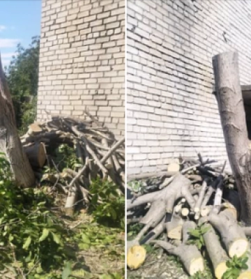 У Миколаєві оштрафували чоловіка за незаконне видалення горіха. ФОТО