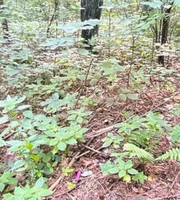 У Луцьку 18-річна дівчина робила закладки з амфетаміном, її затримали