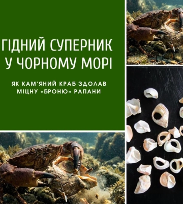 Кам’яний краб може стримати розмноження рапани у морі поблизу Одеси