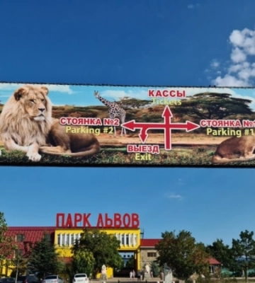 Луганскую львицу Симу вместо крымского «Тайгана» отправили в Ярославский цирк
