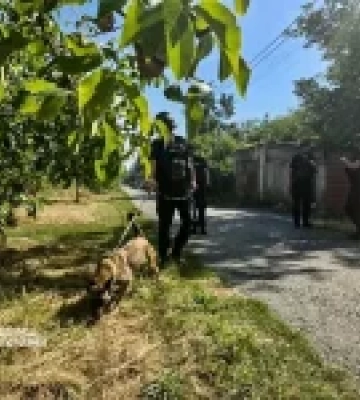 Службові собаки ДСНС залучені до робіт після російського удару на Київщині