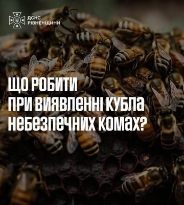 На Рівненщині почастішали випадки виявлення кубл шершнів та ос