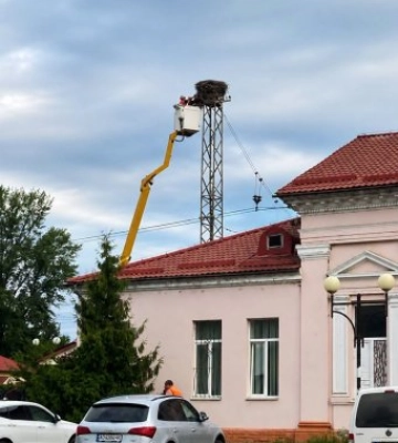Шок у Сваляві: «Укрзалізниця» знищила легендарне 40-річне гніздо лелек — містяни вимагають покарання