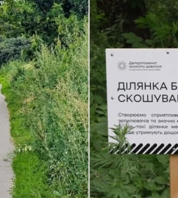 Весь Київ у бур'янах. Біолог пояснив, у чому небезпека
