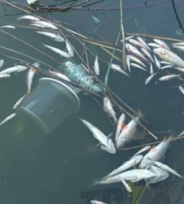 У Кривому Розі в одній із водойм зафіксували масову загибель риби