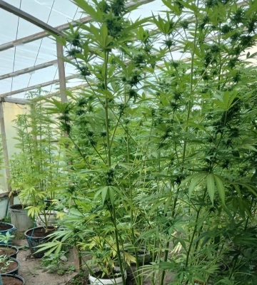 До 7 років тюрми загрожує закарпатцю за вирощування 240 кущів конопель у теплиці