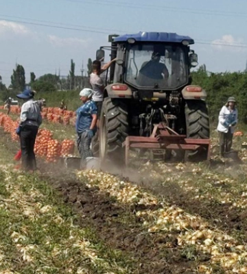 Фермерам Черкащини дають 15 тис. грн/га за вирощування овочів: стартувало подання заявок