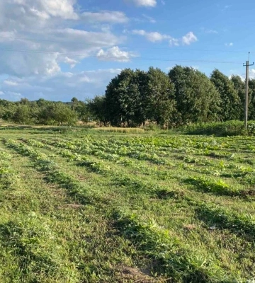 На Львівщині від борщівника обробили понад 315 гектарів територій