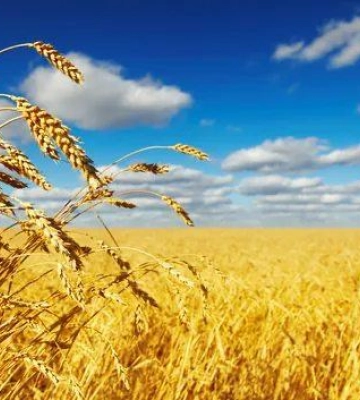 Світові ціни на продовольство зросли до максимуму з 2022 року — FAO