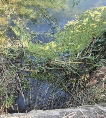 Водна блокада Берегового: нахабні бобри та зникнення води в каналі Верке ставлять місто під загрозу