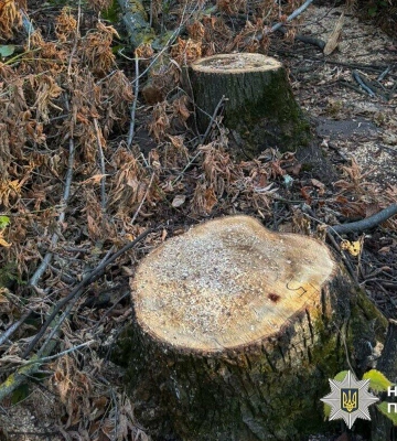 На Полтавщині поліція виявила 72 свіжоспиляні дерева
