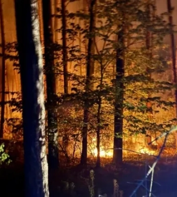 На Харківщині локалізували 8 лісових пожеж
