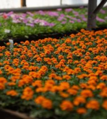 "Декоративні культури" Полтави виростили близько 130 тисяч квітів