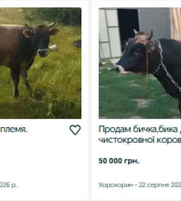Скільки коштує велика рогата худоба на Волині восени 2026 року?