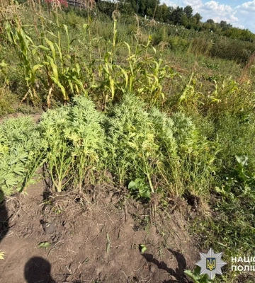 На Вінниччині поліція викрила невиправного наркоплантатора