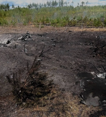 В Україні за тиждень через ворожі атаки вигоріли 84 гектари лісу