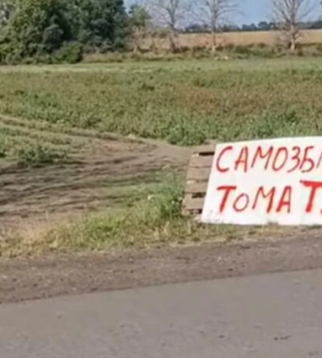 Як врятувати врожай помідорів та стати зіркою TikTok: приклад фермера з Полтавщини