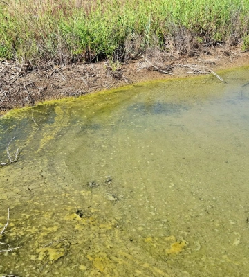 На Одещині виявили залишки вилитої в море рослинної олії 