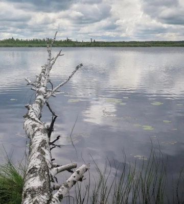 Темна вода та прадавні болота: на Волині заховалося озеро віком 8 тисяч років