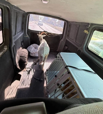 Окрім собаки і кози не мала нікого. Бабуся на Львівщині попрощалася з тваринами, бо не змогла за ними доглядати (відео)