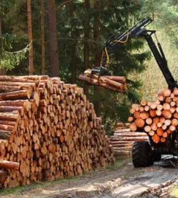 Експорт деревини: митники виявили порушень на 158 мільйонів гривень