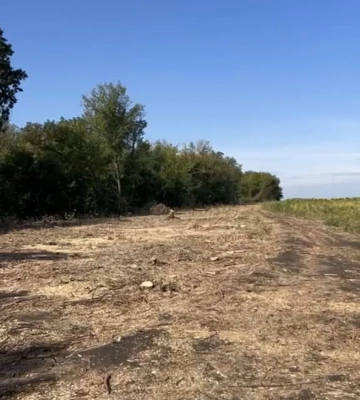 У громаді на Харківщині незаконно спиляли півтисячі дерев