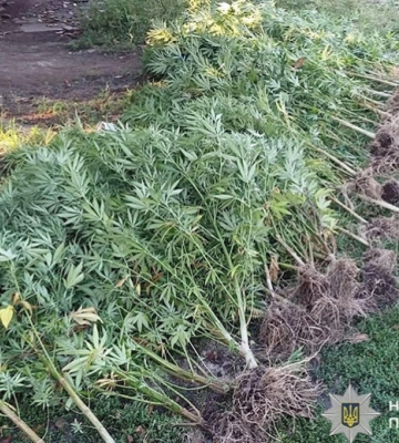 Поліцейські Кривого Рогу викрили підозрюваного у вирощуванні рослин конопель