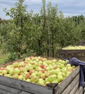 В області планують зібрати майже 50 тисяч тонн яблук