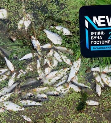 На Київщині у річці Ірпінь масово гине риба
