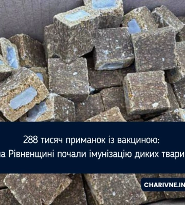 288 тисяч приманок із вакциною: на Рівненщині почали імунізацію диких тварин