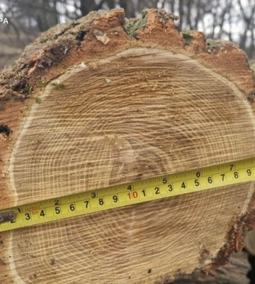 На Дніпропетровщині вісьмох людей підозрюють у незаконній вирубці лісу на майже 10 млн грн