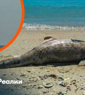 Погибла четверть популяции? Как война в Черном море убивает дельфинов | Радио Крым.Реалии