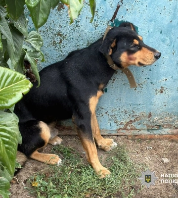 Нещадно бив свого собаку - поліція Одещини розбирається з підозрюваним