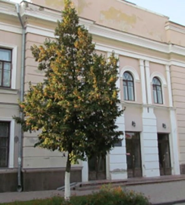 Концерти, драми та вистави для дітей: культурна афіша Полтави на 15–20 вересня