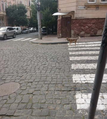 Шукають господаря собаки, яка постійно приходить на одне перехрестя у Чернівцях