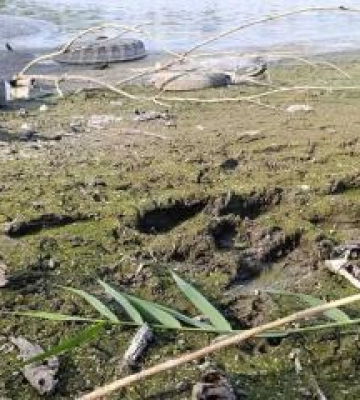 У Полтаві міліють Пушкарівські ставки через витоки води