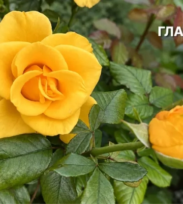 В Україні сухо та тепло, на заході вранці туман: погода на 16 вересня 2026