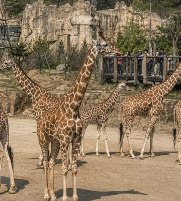 Everland в Южной Корее открыл осенний фестиваль с сафари и зомби-шоу