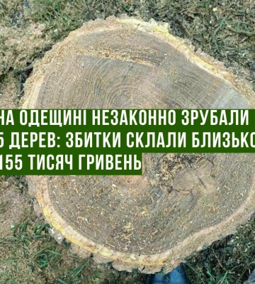 У полезахисній смузі під Одесою незаконно спиляли абрикоси та сливи